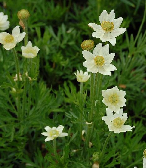 Anemone multifida ‘Major’